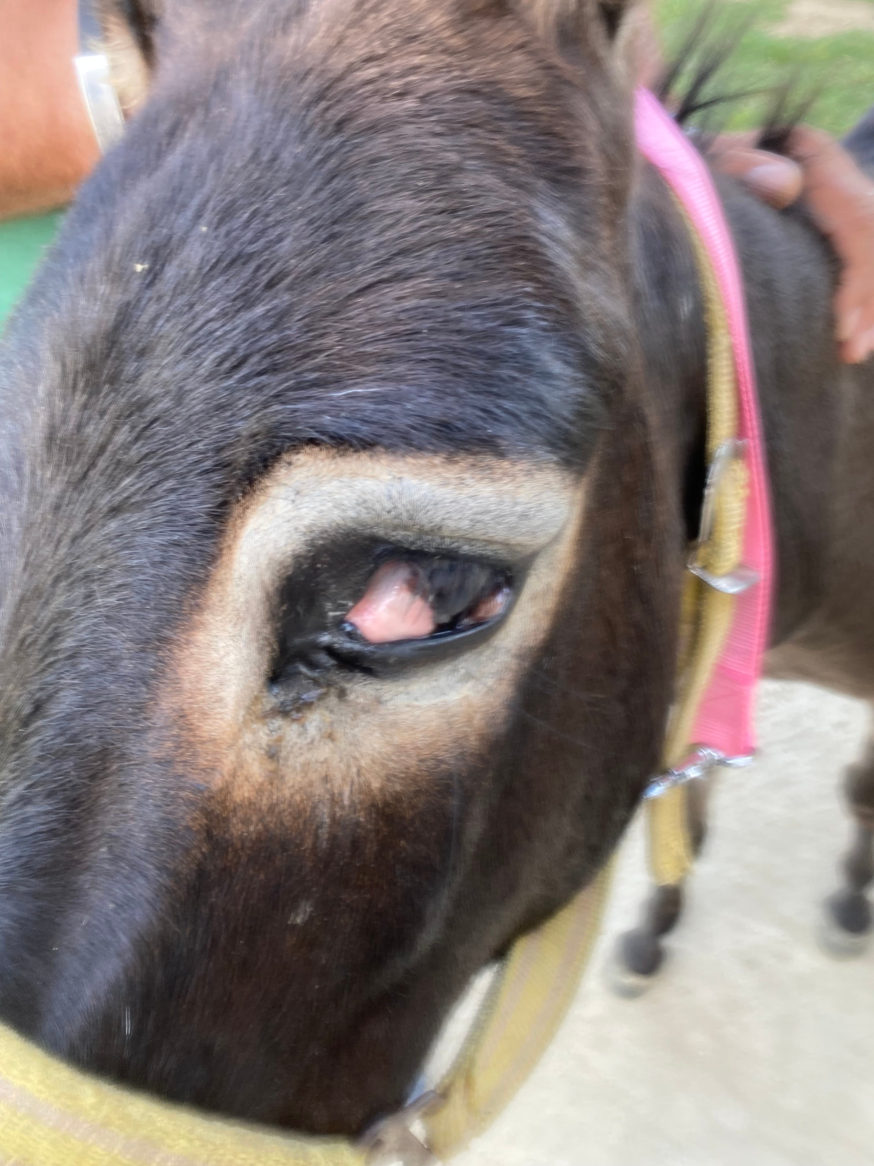 Tetano equino