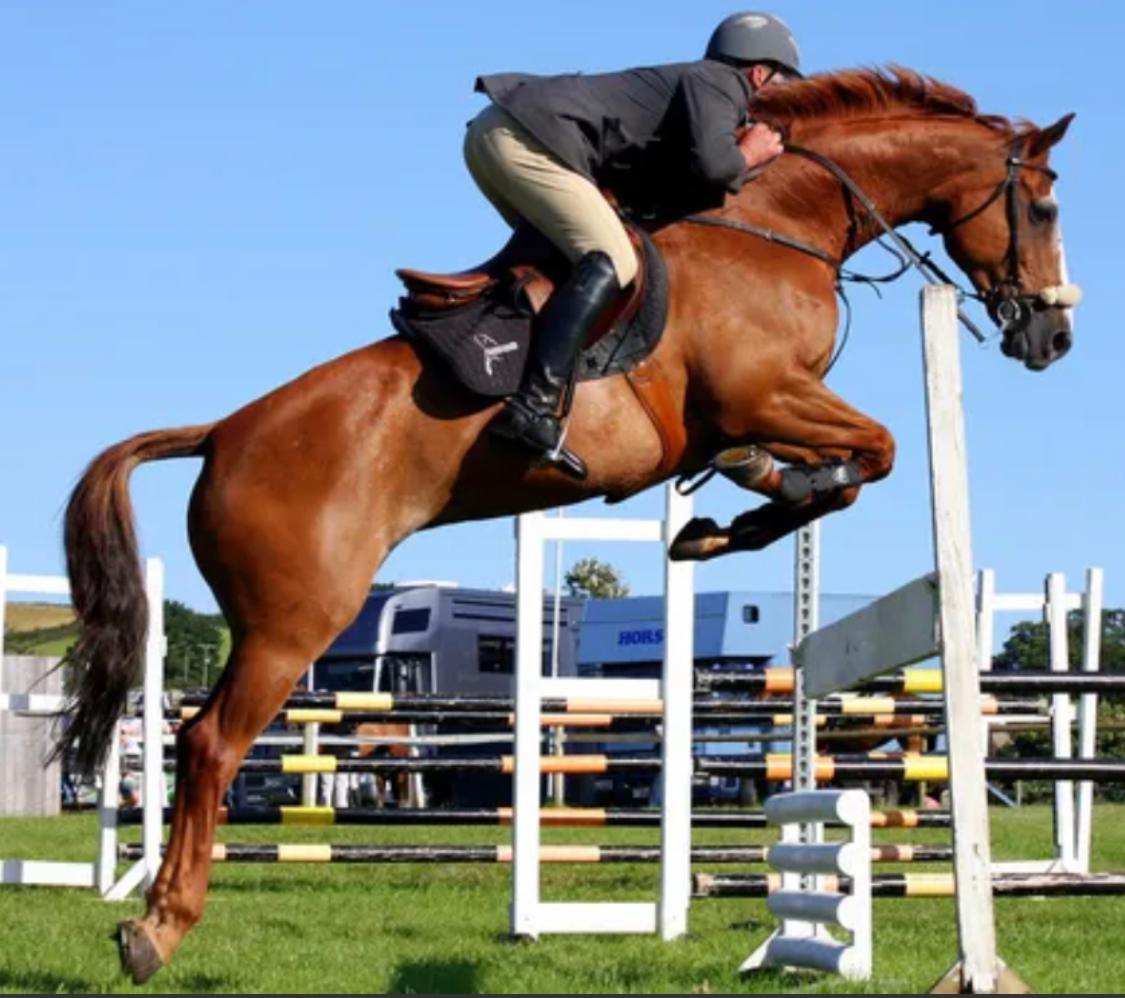 Cavallo in clinica veterinaria, servizi di medicina equina